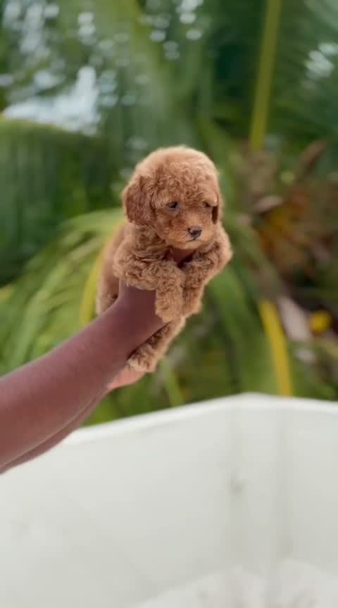 Standard Poodle Puppy | White, farm video