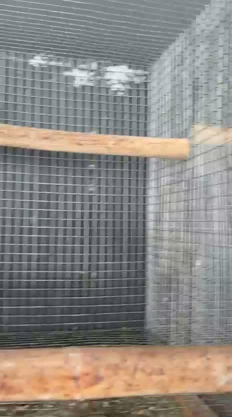 Sun Conure, farm video