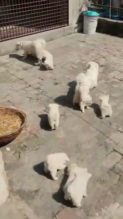 Pomeranian Puppy, farm video