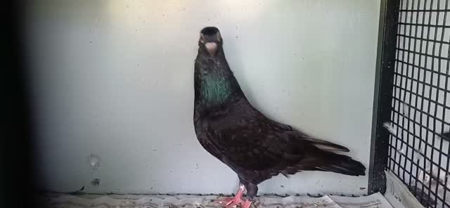 Chotiyal Pigeon, farm video