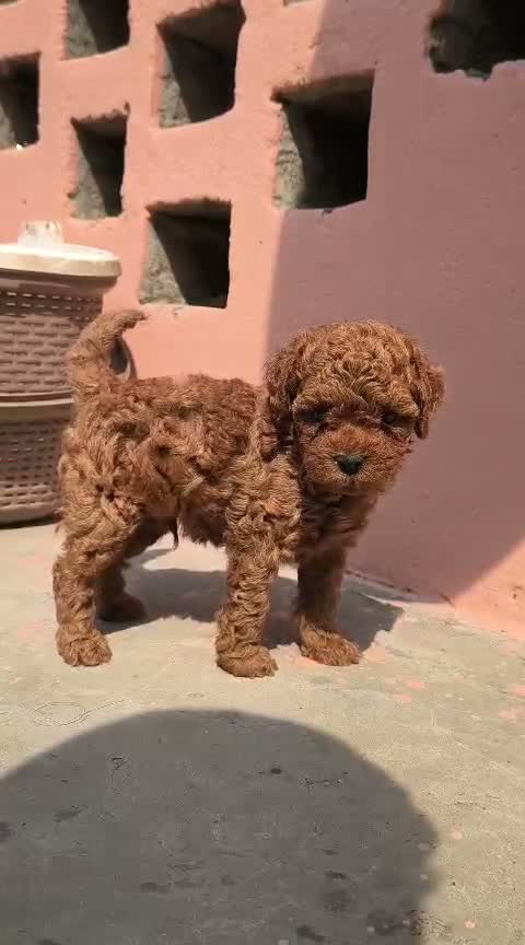 Toy Poodle Puppy, farm video