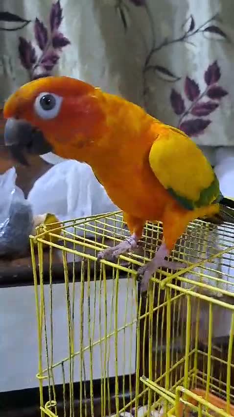 Sun Conure, farm video