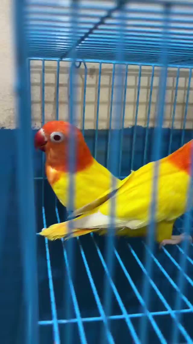 African Love Birds | Opaline, farm video