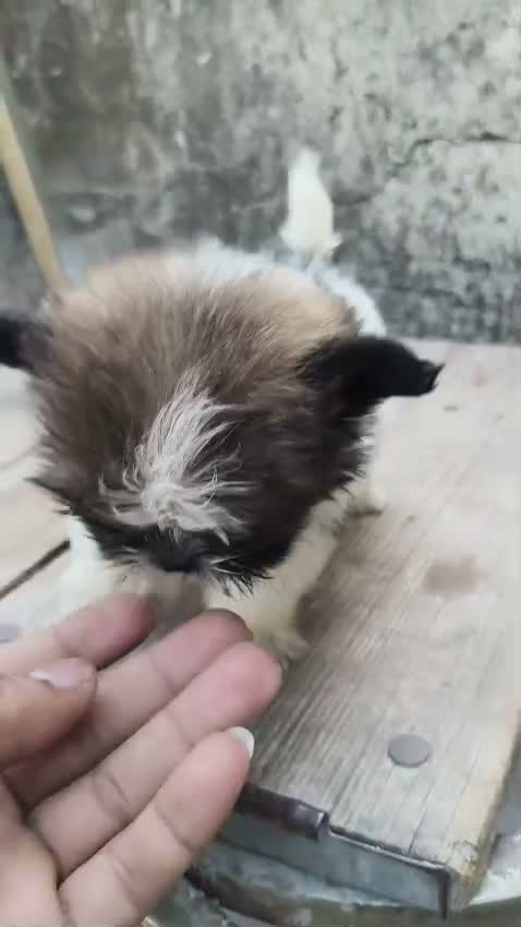Shih Tzu | Black Color, farm video