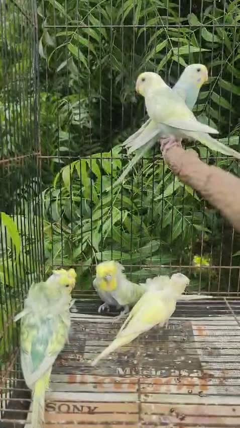 Helicopter Budgies, farm video