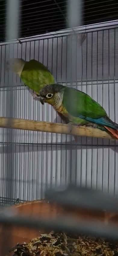 Pineapple Headed Conure, farm video