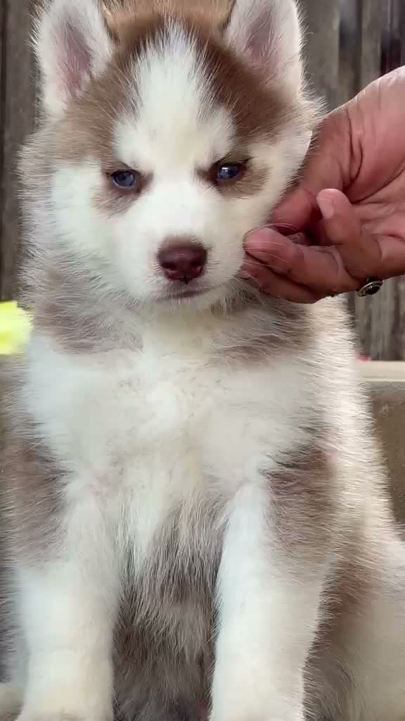 Siberian Husky Puppy | Black & White Color, farm video