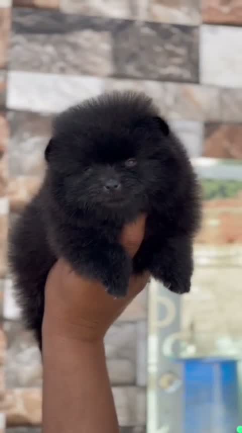 Pomeranian Puppy, farm video