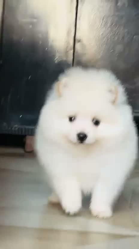 Culture Toy Pom Puppy | Black, farm video