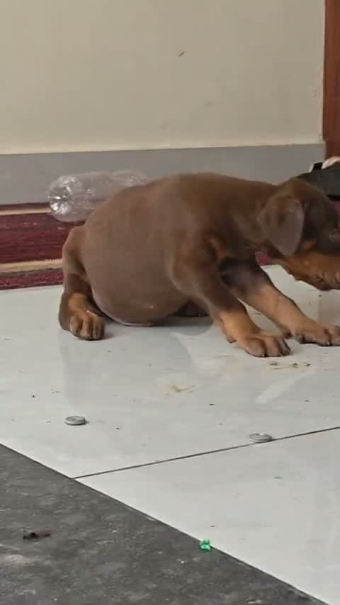 Doberman Pinscher Puppy | Brown & Tan, farm video