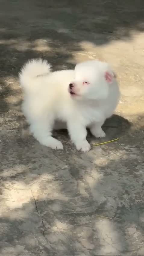 Pomeranian Puppy, farm video