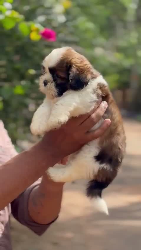 Shih Tzu | Black Color, farm video