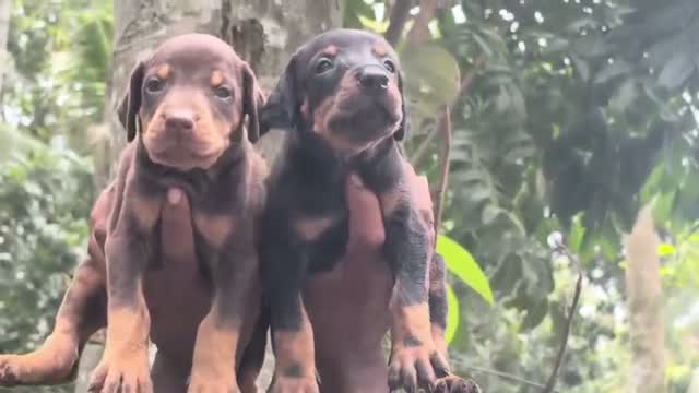Doberman Pinscher Puppy, farm video