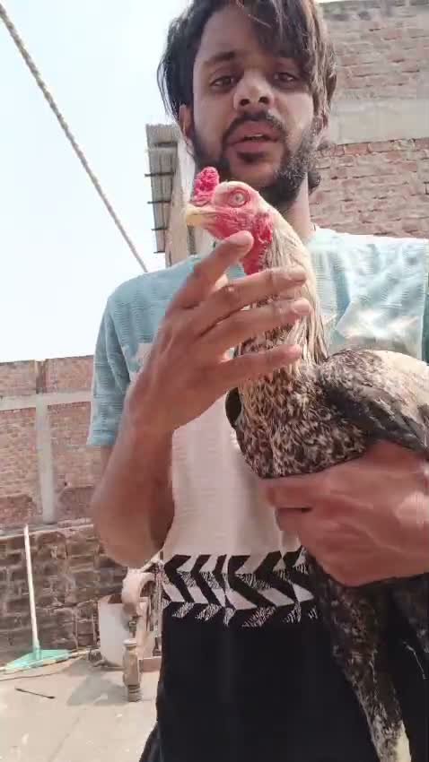 Chotiyal Pigeon, farm video