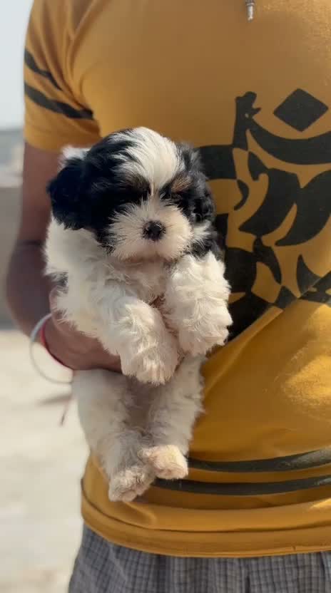 Shih Tzu | Black Color, farm video