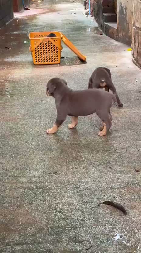 Dachshund Puppy | Brown, farm video