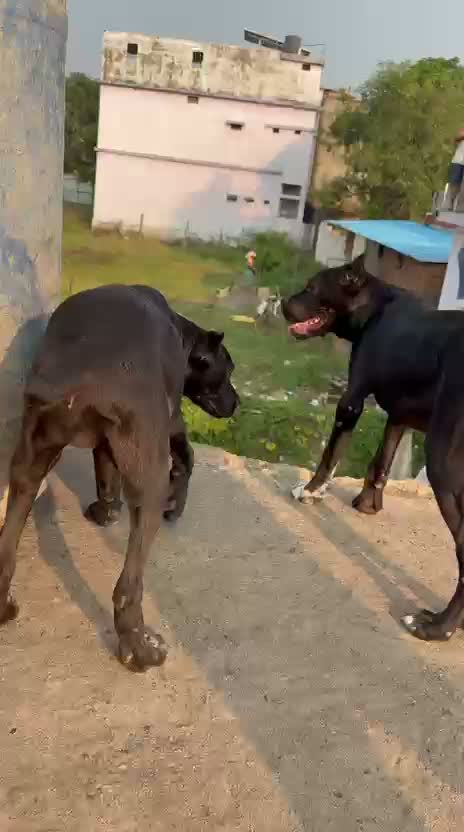 Cane Corso Puppy | Brindle, farm video