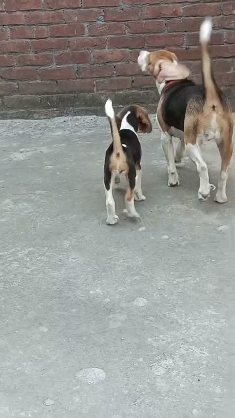 Beagle Black & Tan Puppy, farm video