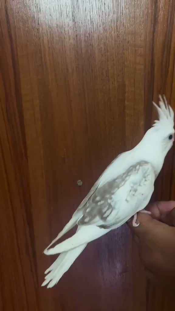 Cockatiel | Pied, farm video