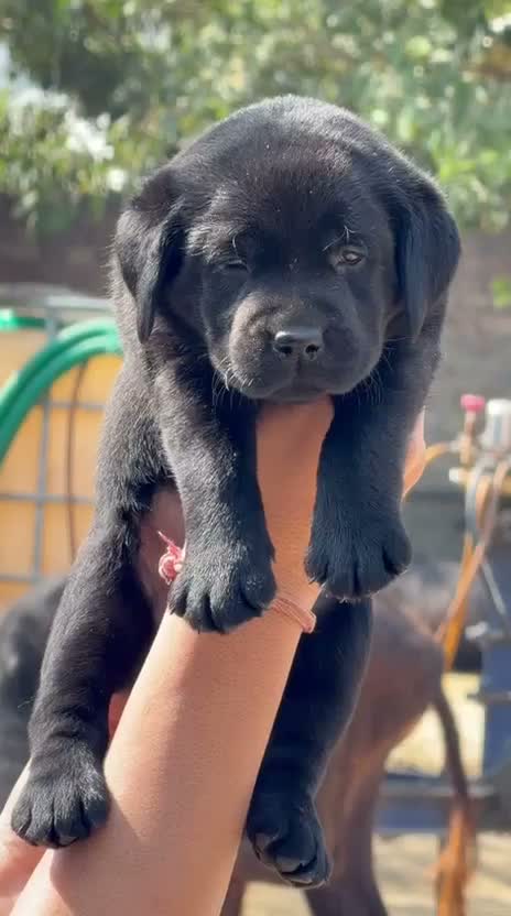 Beagle Black & Tan Puppy, farm video