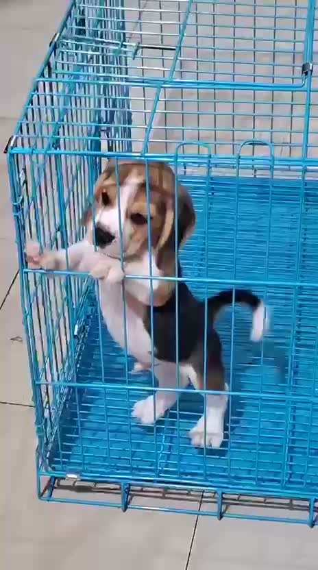 Beagle Black & Tan Puppy, farm video