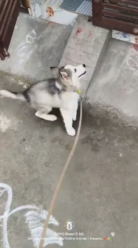 Siberian Husky Puppy | Black & White Color, farm video