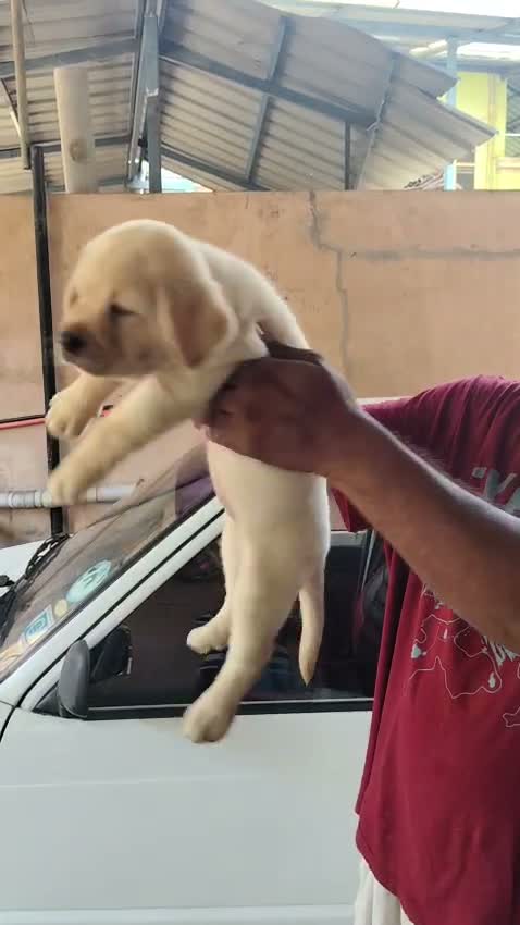 Beagle Black & Tan Puppy, farm video