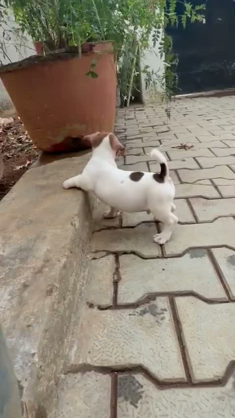 Pitbull Terrier Puppy, farm video