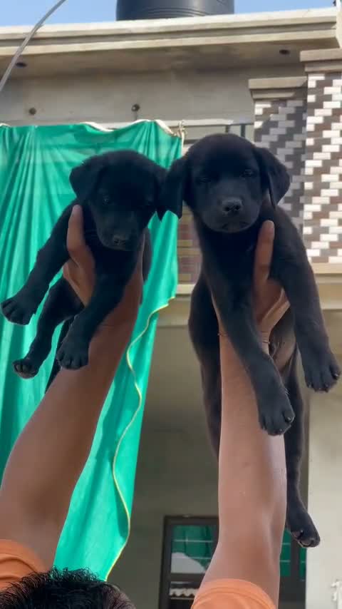 Beagle Black & Tan Puppy, farm video