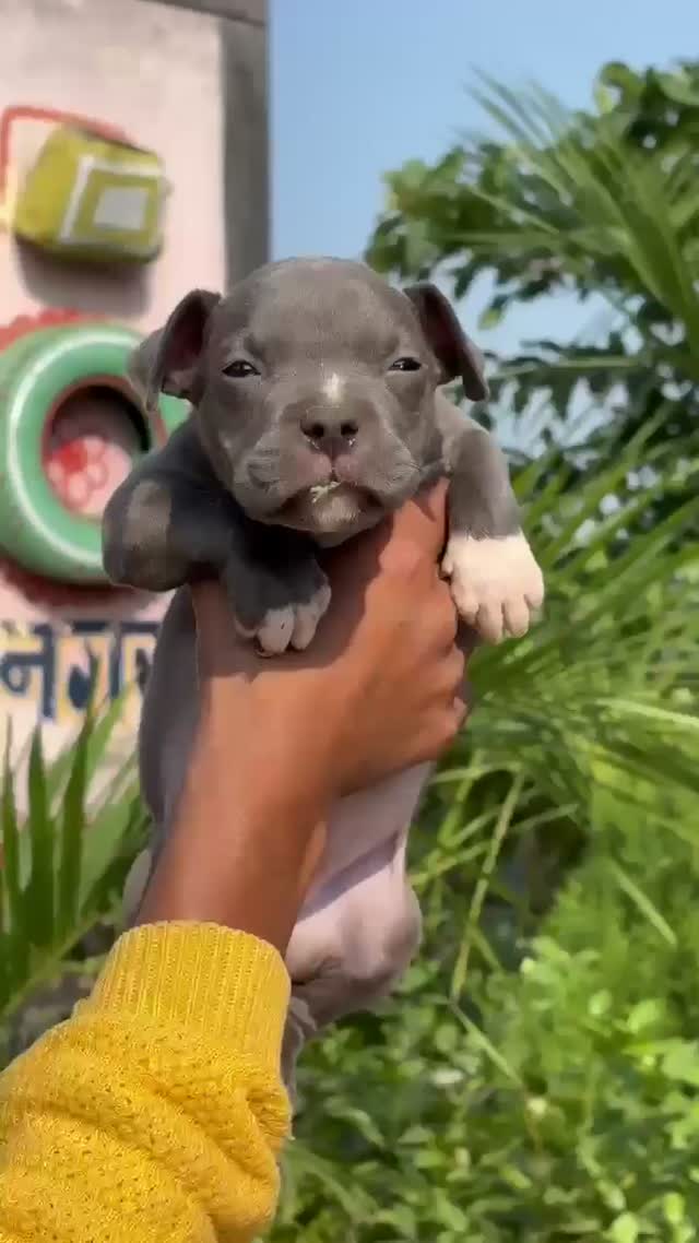 American Bully XL Size Puppy, farm video