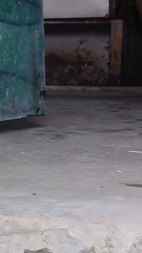 Beagle Black & Tan Puppy, farm video