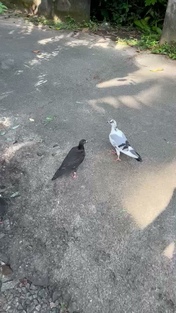 Chotiyal Pigeon, farm video