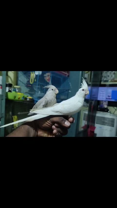 Cockatiel | Pied, farm video