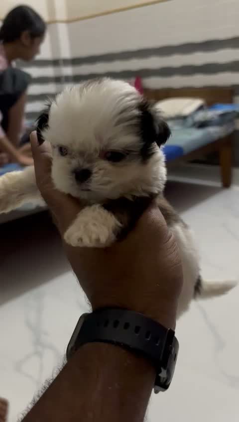 Shih Tzu | Black Color, farm video