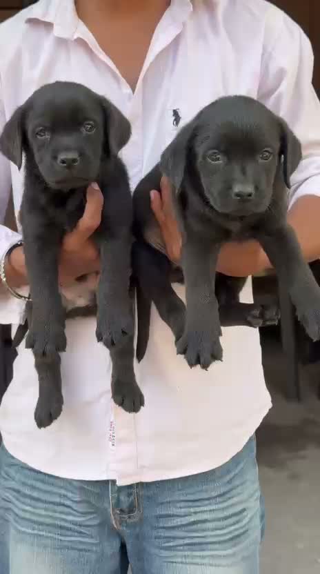 Beagle Black & Tan Puppy, farm video