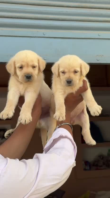 Beagle Black & Tan Puppy, farm video