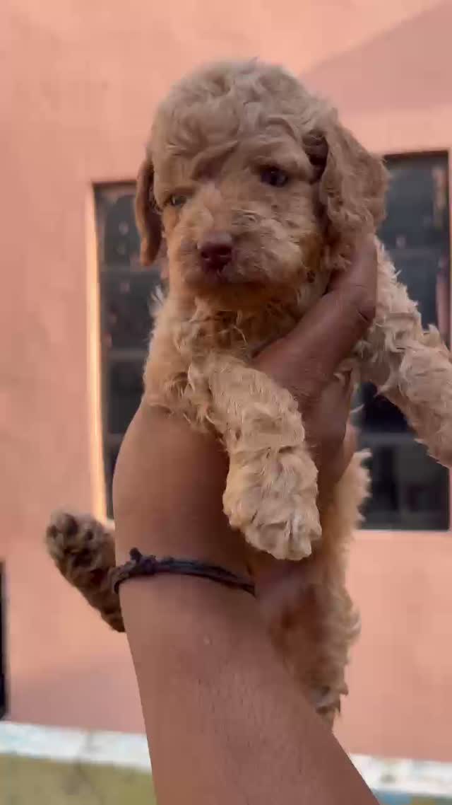 Toy Poodle Puppy, farm video