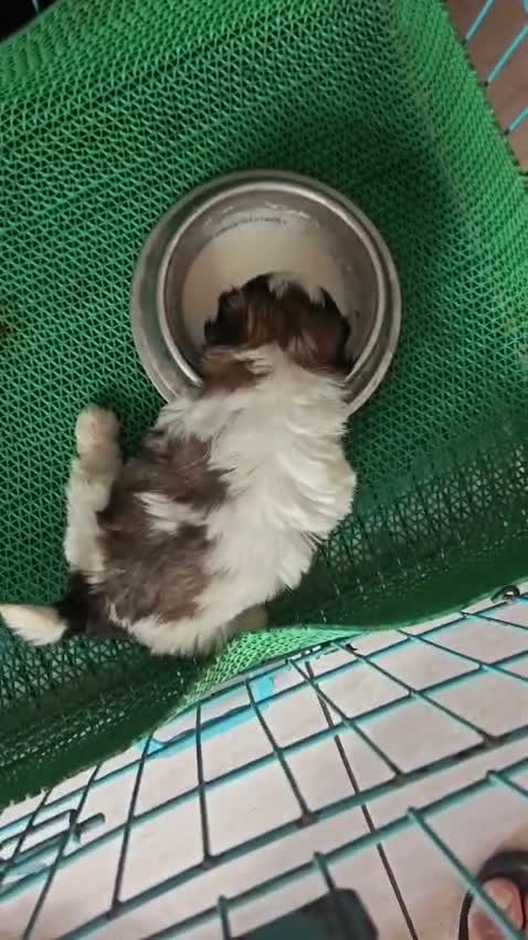 Shih Tzu | Black Color, farm video