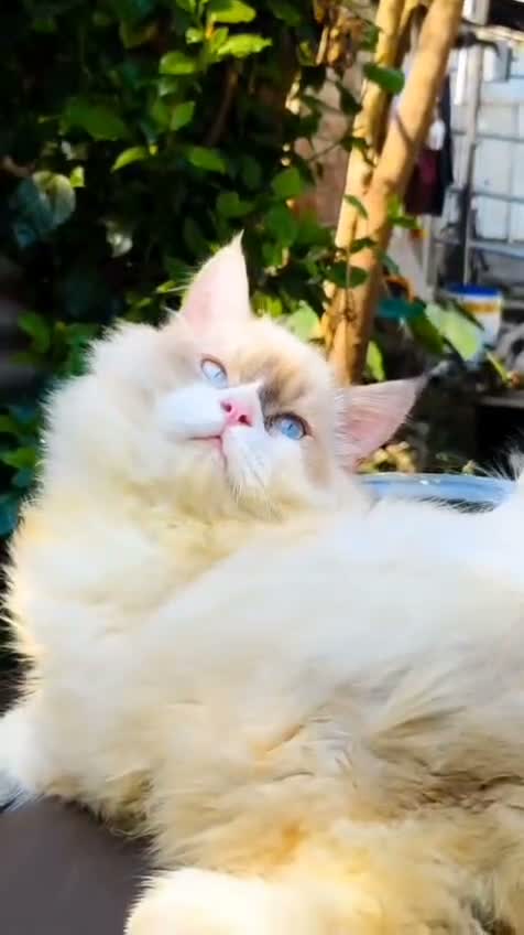 Ragdoll Kitten, farm video