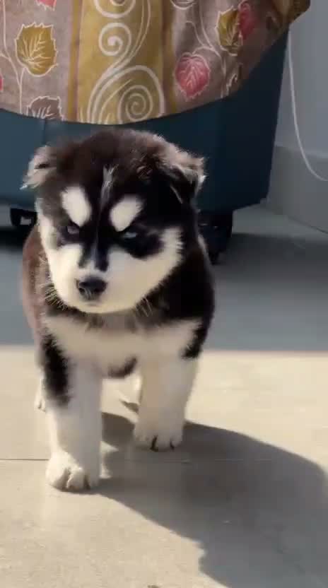 Siberian Husky Puppy | Black & White Color, farm video