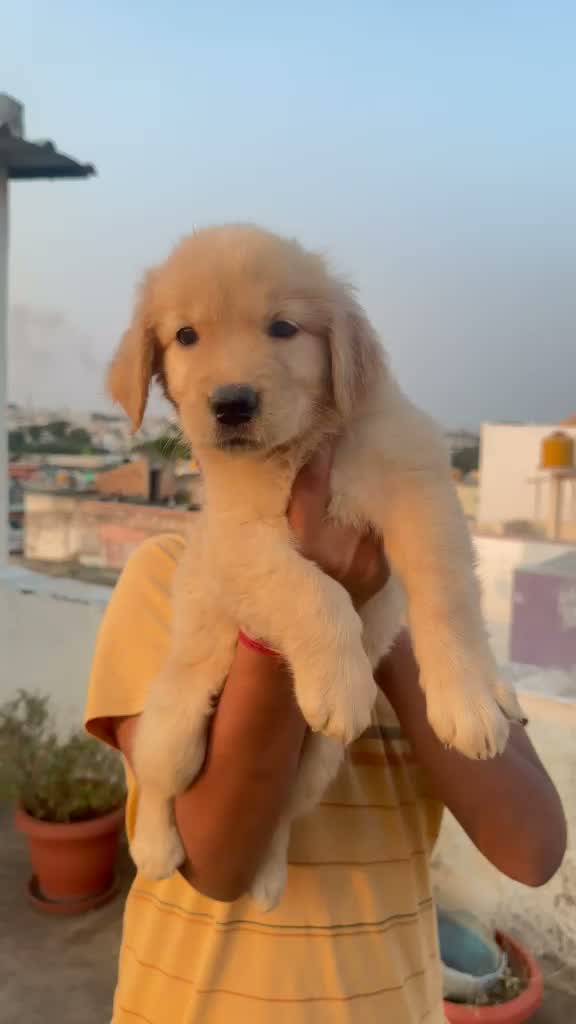 Golden Retriever, farm video