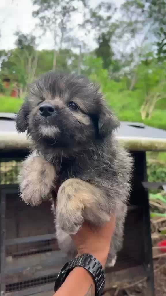 Pomeranian Puppy, farm video