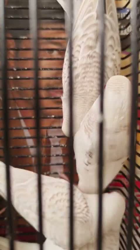Budgies | Fallow, farm video