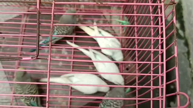 Budgies | Fallow, farm video