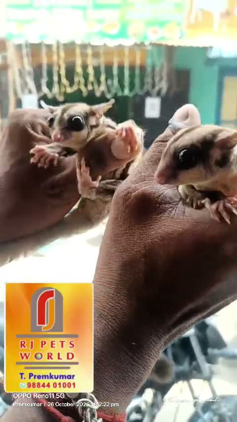 Sugar Glider | Grey, farm video
