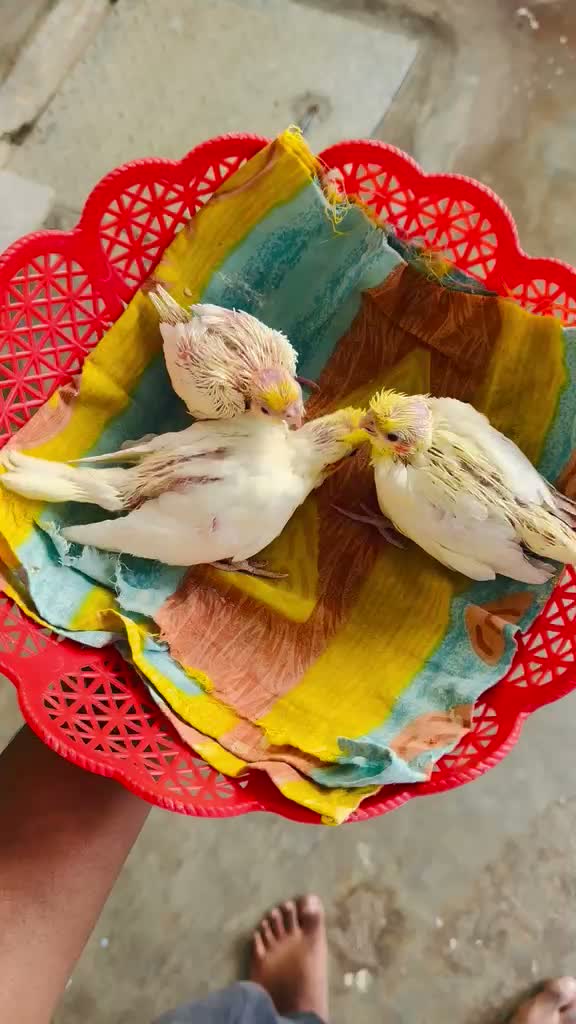 Cockatiel | Pied, farm video