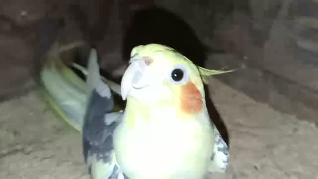 Cockatiel | Pied, farm video