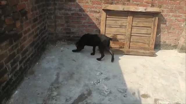 Cane Corso Puppy | Brindle, farm video