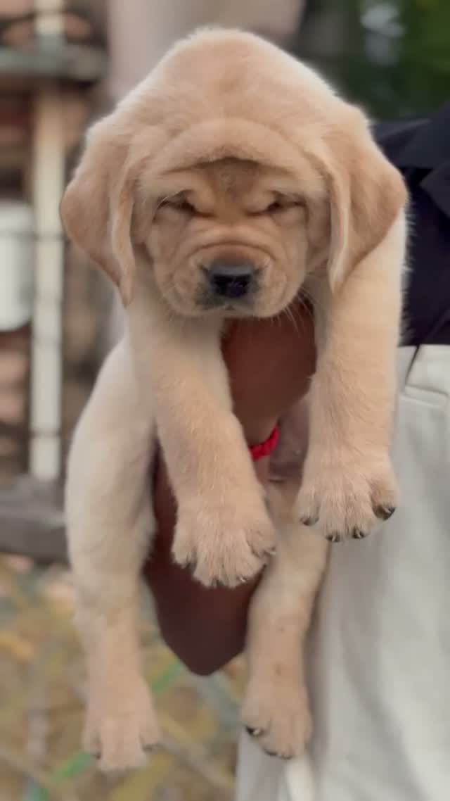 Dachshund Puppy | Brown & Tan, farm video
