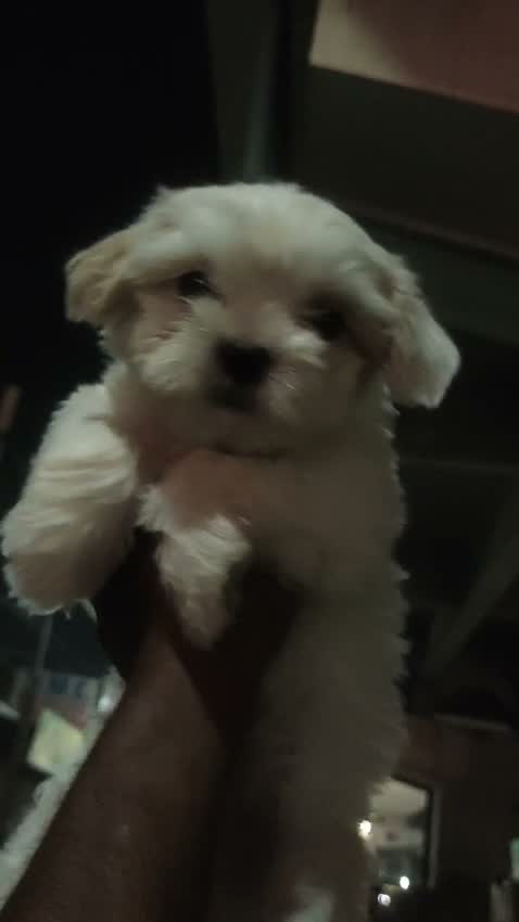 Shih Tzu | Black Color, farm video